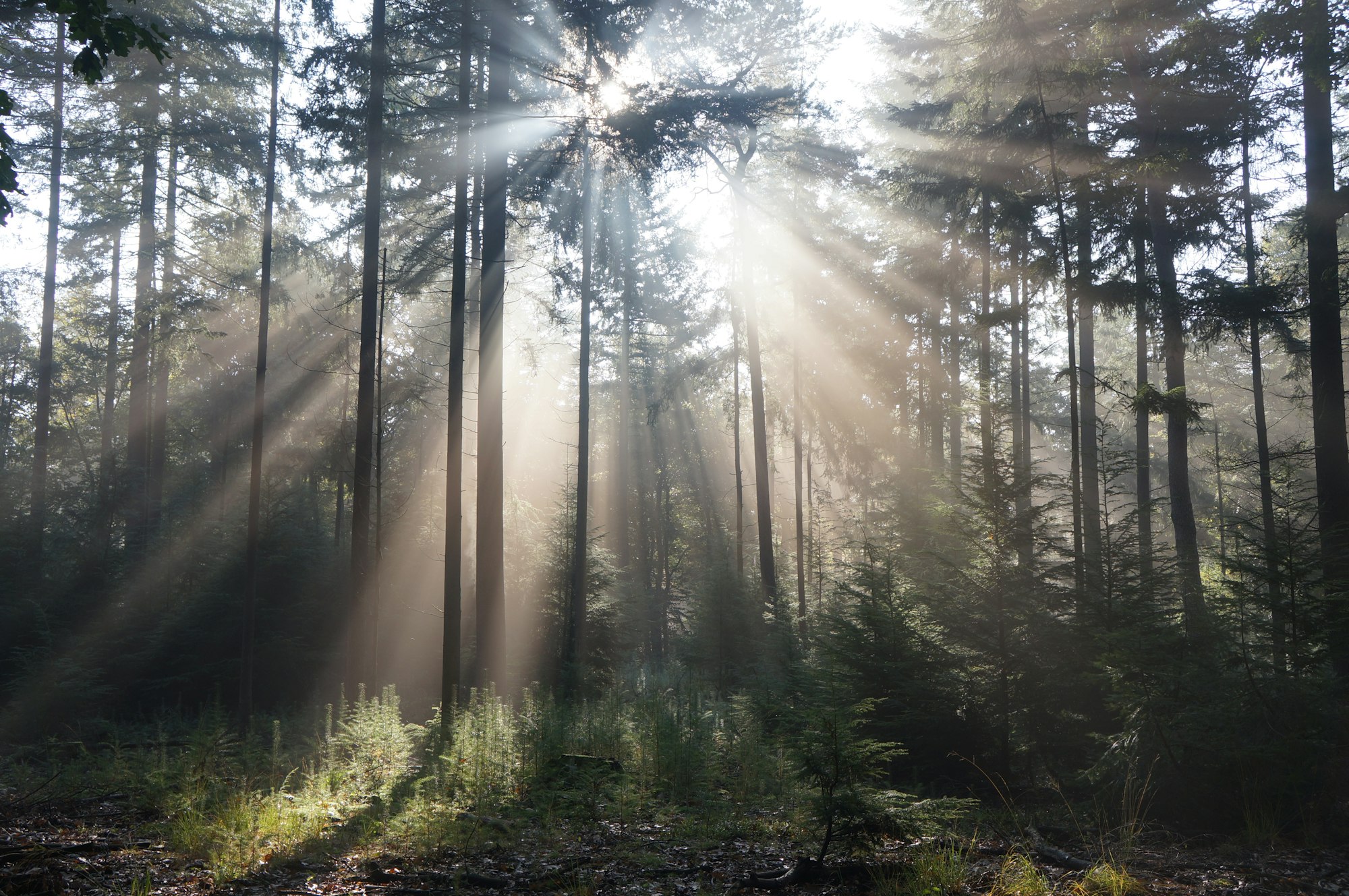 Sunlight streaming through a misty pine forest at dawn