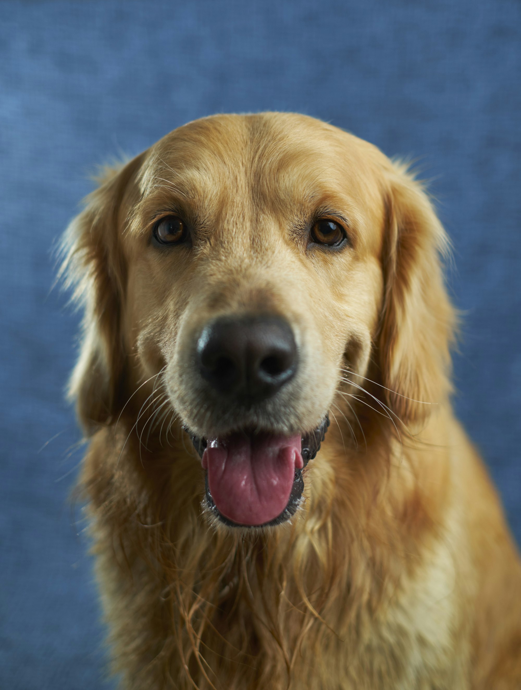 Close-up portrait of a golden retriever against a blue background