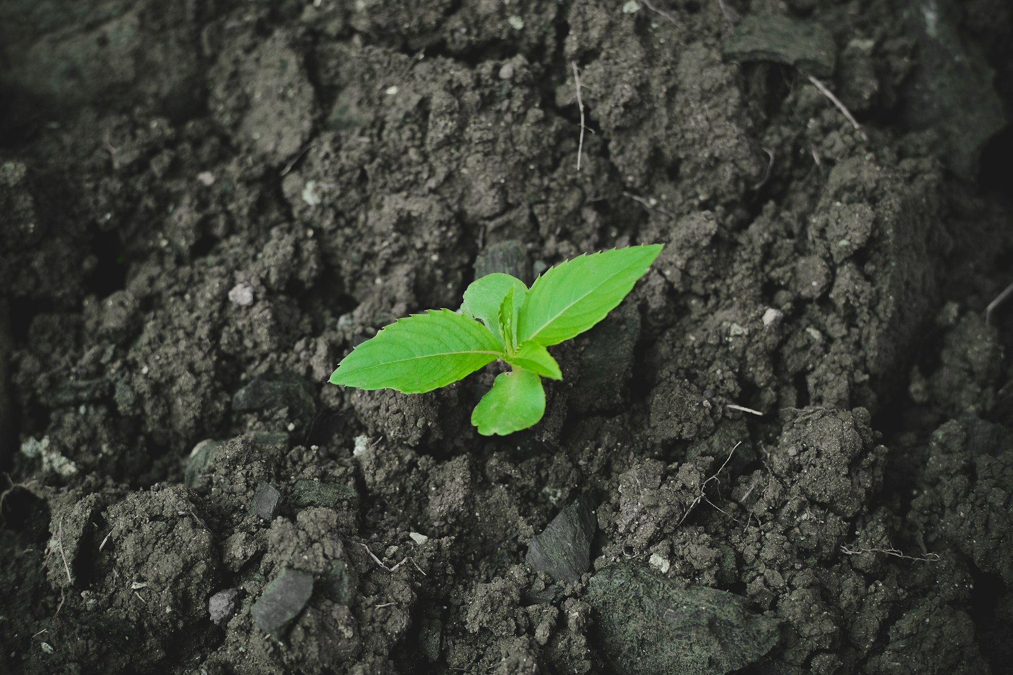 A small green seedling sprouting from dark soil